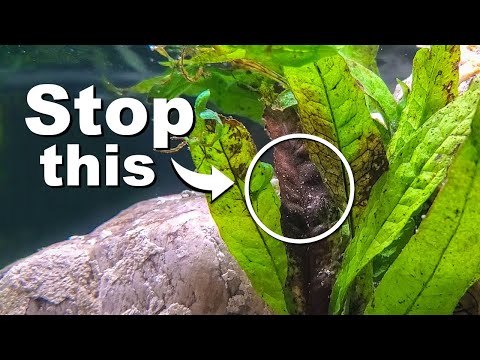 STOP Killing Your Aquarium Plants | 10 Easy Mistak I LOVE aquarium plants, but I personally find them to be harder to take care of than fish. So, if yo