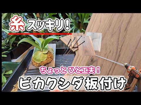 【板のウラ】こだわり無限✨ビカクシダ固定いろいろ🌱