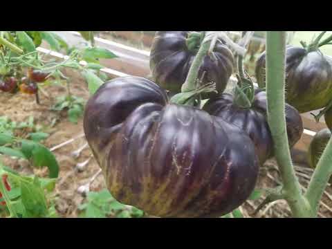 Выставка Музее природы. Небольшой обзор сортов томатов 