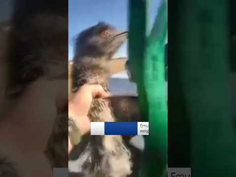 Sheriff's deputy catches escapee emu in Colorado