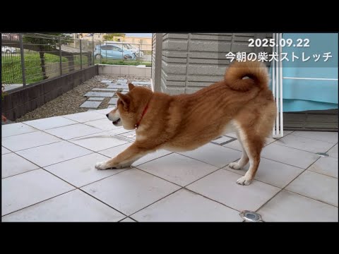 今朝の柴犬ストレッチ動画（2025年9月22日）—癒しのひとときを サムネイル