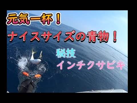 2024年秋初戦 アオリイカは不在?ならば青物だ!秘技インチクサビキ