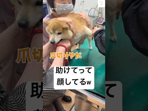 犬の動画サムネイル - 爪切りやだ‼️病院の皆さんが優しすぎる💕　#柴犬　#犬　#かわいい犬 #犬のいる暮らし #動物病院