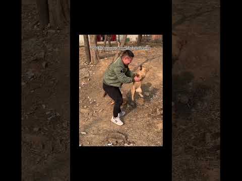 funnydogs#cute#doglover#doglife#cure#dogshorts#pet#doglife#dogshorts