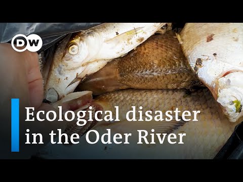 What's killing the fish on Germany's border with Poland? | Focus on Europe
