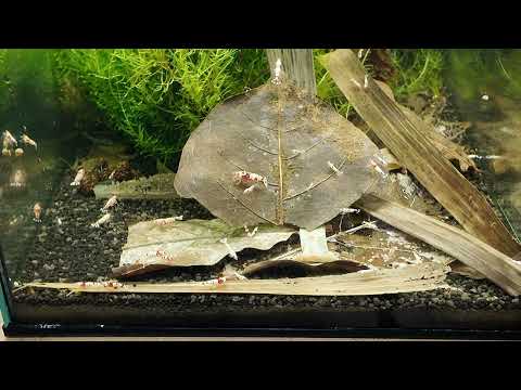 Fancy Crystal Reds -Tank 18 📘 Neocaridina for Dummies
https_//payhip.com/b/WgSpi

📘 Caridina for Dummies
https_//payhip.co