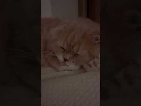 【癒し】子猫の寝息(音量あげてくださいね)