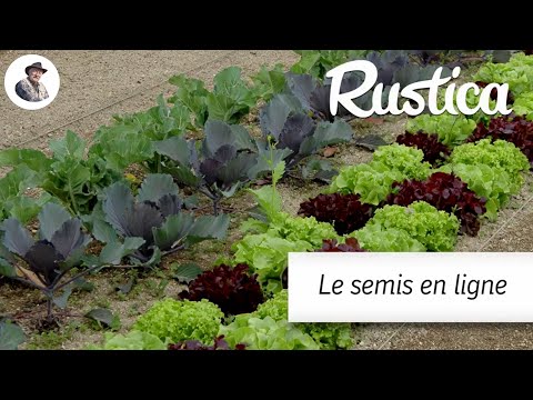 Semer en ligne des légumes au potager en mars