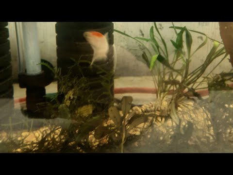 Tank Update Join me for a tank update on the plants and new fish! It's also a Q&A so come ask questions and have