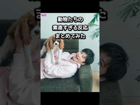 正直すぎる動物たちの反応集|芸能人の前で犬猫ヤギはどうなる? #雑学 #田中圭 #山田涼介