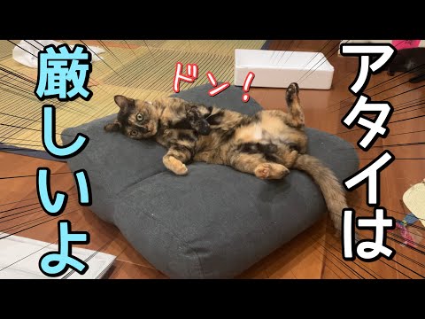厳しい先輩猫と仲良くなりたい後輩猫の関係が気まずいです