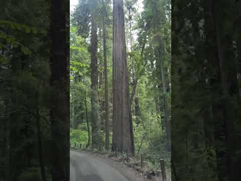 Giants! Never seen before. Freshest air is here. Mendocino area California #redwoods #forest #nature