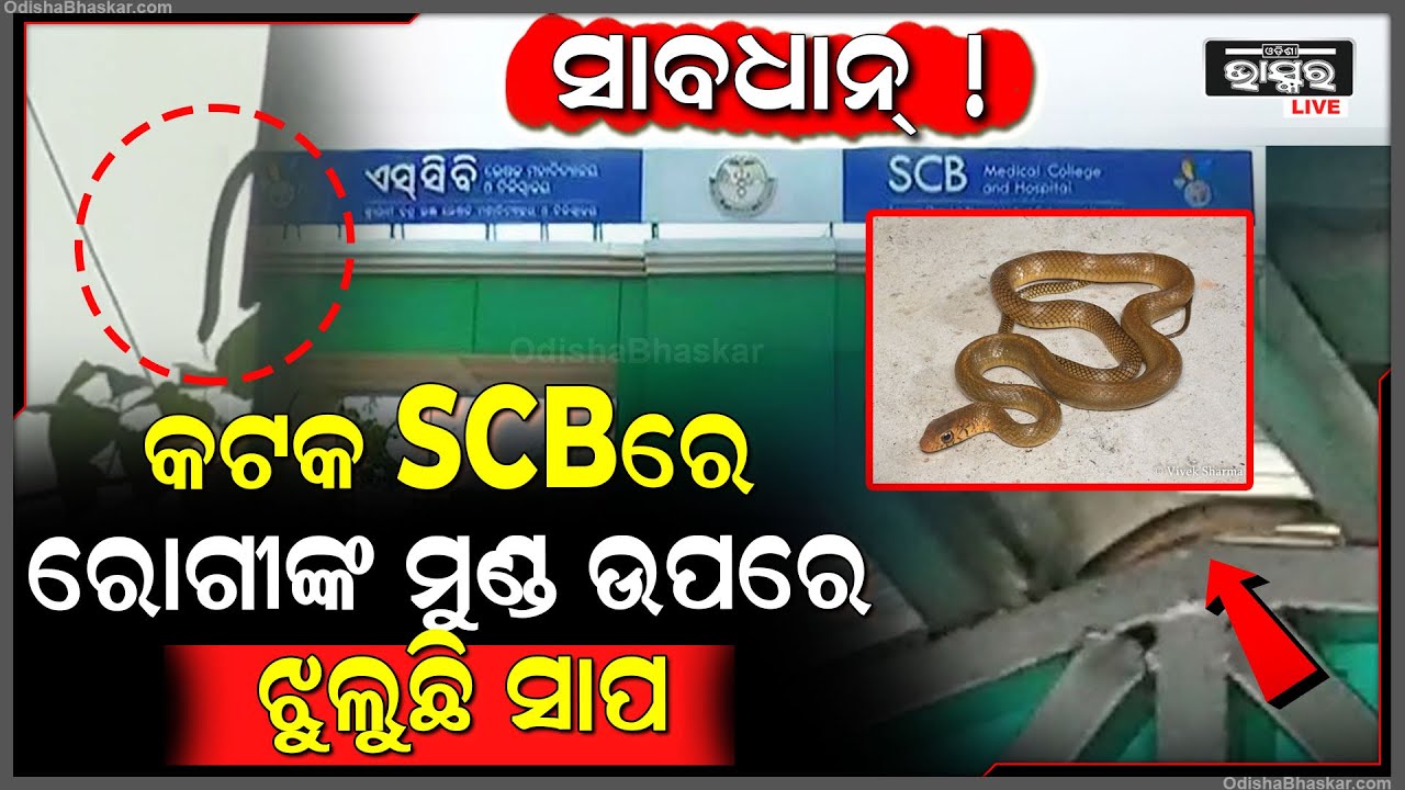 ବାପରେ ଇଏ କି ଦୃଶ୍ୟ ! SCB ମେଡିକାଲରେ ଶୋଇଥିଲେ ରୋଗୀ ହଠାତ୍ ମୁଣ୍ଡ ଉପରେ ଝୁଲିଲା ସାପ ତା'ପରେ...