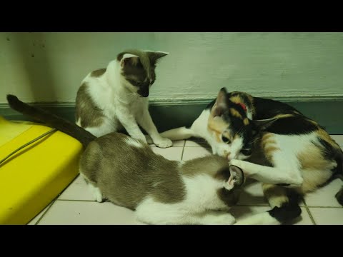 แม่พาลูกๆซนความชุลมุนวุ่นวาย🙄😹