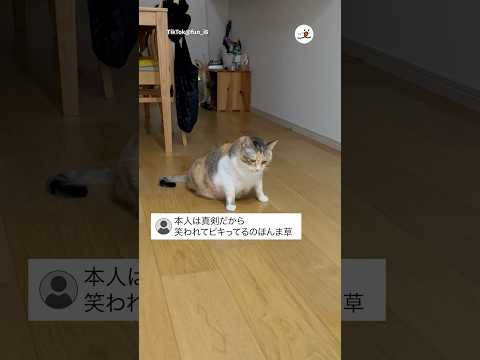 犬の動画サムネイル - どっちに倒れるか迷うねこ｜PECO