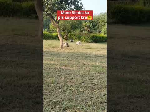 kis se chup rhe the hum#pets #cute #viral #funny #funnycute #funnycomment#funnymoment #meme