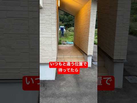 ゴールデンレトリバーのミント君が見せる癒しの瞬間といたずら動画 サムネイル