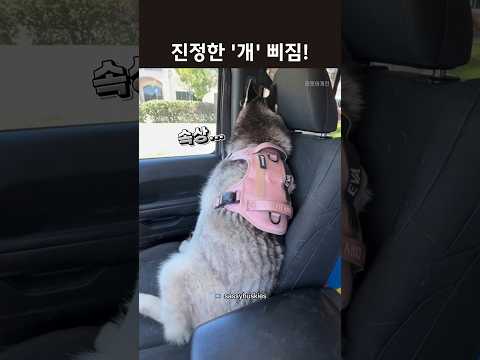#<strong>허스키</strong> #원어민영어 #영어표현 #삐짐핑
