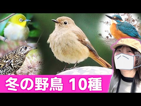 ジョウビタキ登場！冬は鳥がいっぱい♪【野鳥撮影vlog】