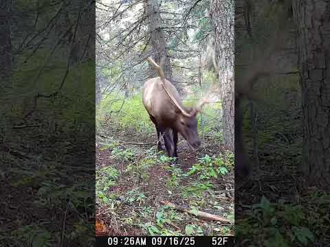 What is he chasing? #subscribe #elk #nature #bullelk #cowelk #content #shorts #idaho #wildlife