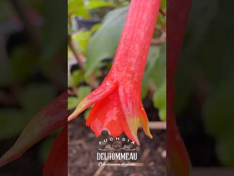🔥 Fuchsia ‘Walz Luit’ : L’orange éclatant qui allume votre jardin ! 🌿 #fuchsiaflower #jardin