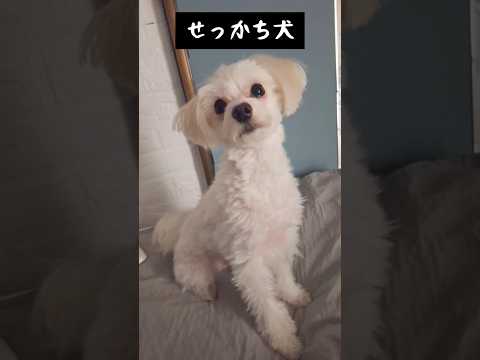 まだ何も言ってないよ（笑）#犬 #かわいい