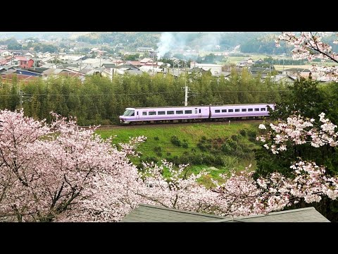 【鉄道のある風景】桜咲いたか381 (4-Apr-2024)