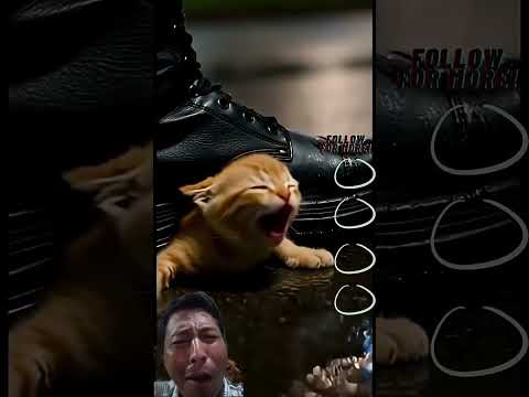 Poor Kitten Stepped On - Crying in Pain 😿😭🥺💔 #cat #catlovers #kitten #catvideos #animals #catshorts