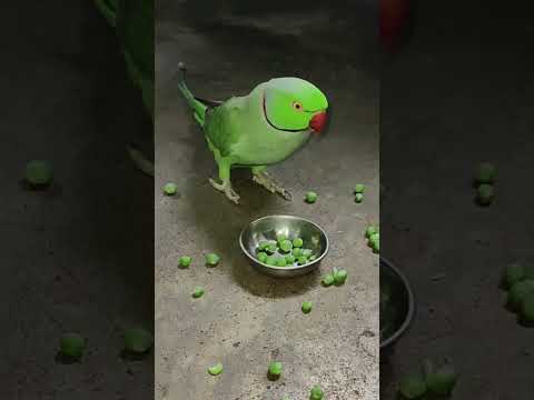 amazing talking parrot mithu 💚🦜 #talkingparot #petbird #funny #nonstoptalkingparrot #viralshort
