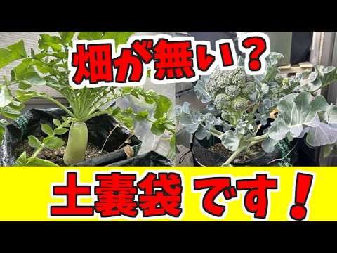 プチ自給自足！畑が無くても、野菜は土嚢袋で育ちます。