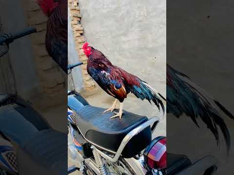 #aseelmurga #assel #chickenbreeds #birds #roosterfarm #chickentypes #cheenaaseel #rooster