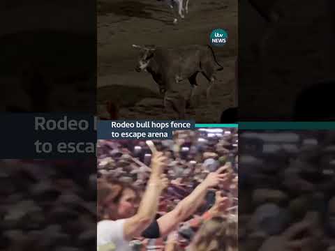 A rodeo bull charged at a crowd in Oregon while trying to escape #itvnews #usa #rodeo