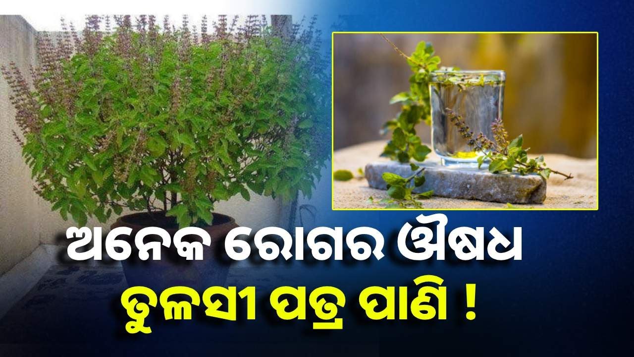 ପ୍ରତିଦିନ ପିଅନ୍ତୁ ତୁଳସୀ ପତ୍ର ପାଣି, ହାର୍ଟ ସମ୍ବନ୍ଧୀୟ ସମସ୍ୟାରୁ ମିଳିବ ମୁକ୍ତି || Knews Odisha