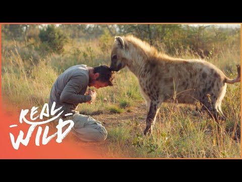 Animal Odd Couples: Animals And Their Humans [Full Documentary] | Wild Things - UCbq-4OJxnziD3awH-aTezeA