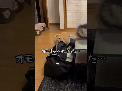 旅行の準備中にこっそりオモチャ入れてきた猫　#ねこ #cat  #ねこのいる生活