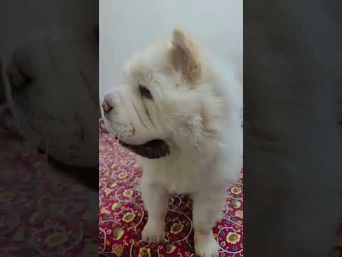 #comedy #funny #youtubeshorts #trending #cute #viral #pets #memes #love #puppy 🧿🐶🫶