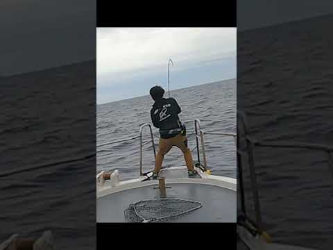 60kg級キハダマグロのヒットシーン #fishing #釣り