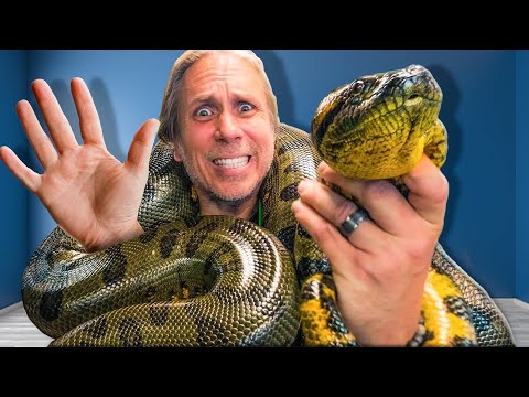 They're Forcing Me To Only Keep 5 Animals! My Top 5! Guessing my top 5 favorite reptiles and animals at The Reptarium.
The Legacy Aquarium Offi