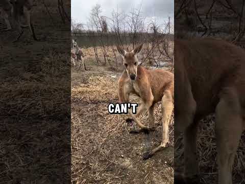 "Mind-Blowing Animal Facts You Never Knew Existed!" #wildlife #animalfacts