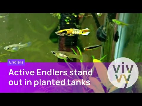 ENDLERS: Add some razzle-dazzle to your tank with  With spectacular colors and active swim patterns, Endlers will delight you with their aquarium zig-z