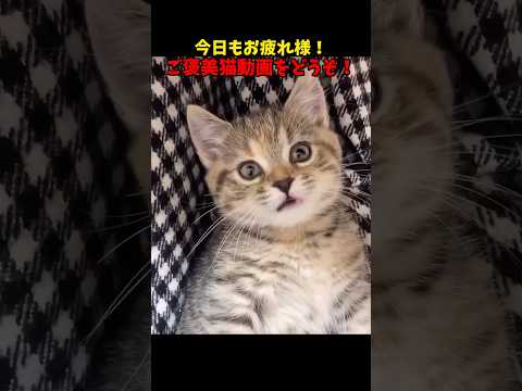 猫の動画サムネイル - 癒しに効く❤️ #猫 #cat #cats #cute