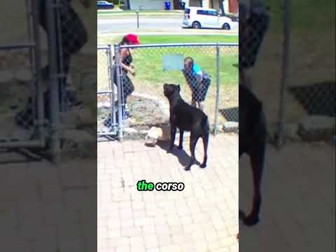 This Delivery Guy Wasn’t Expecting a Cane Corso  #canecorso