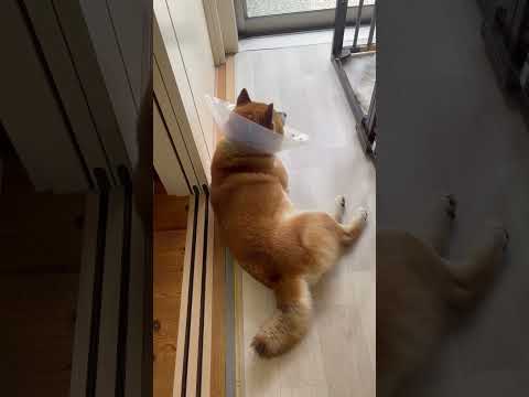 只今、警備中柴。静かにしてください。