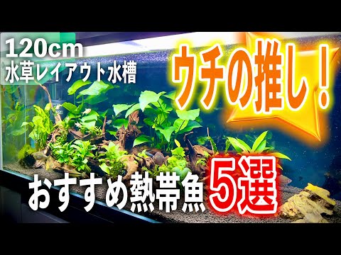 【親バカ全開】ガチで飼ってよかった!我が家の熱帯魚ベスト5【淡水魚 アウクアリウム】