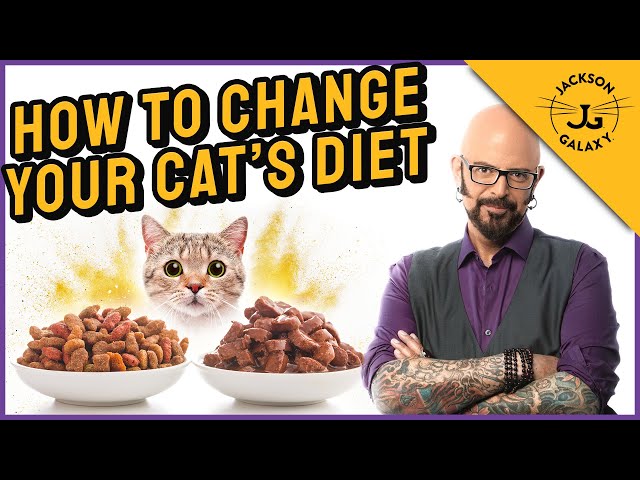 11-best-dry-cat-foods-for-cats-who-like-being-pampered-dec-2020