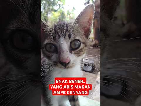 RITUAL KUCING SETELAH MAKAN SAMPE KENYANG ‼️🐱