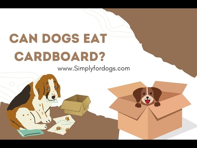 what happens if my dog eats cardboard