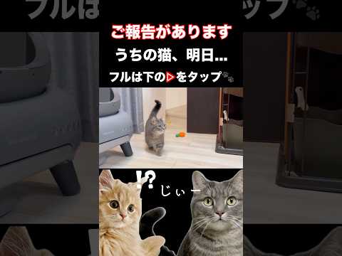 猫の動画サムネイル - 【ご報告】うちの猫、明日...#shorts #猫 #猫好きさんと繋がりたい