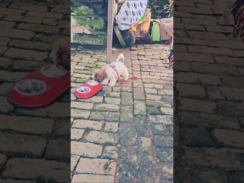 oreo🐕#shorts #minivlog #viral #vlog #reel#ytshorts #youtube #top #2025#dog #shortsfeed #comedy#cute