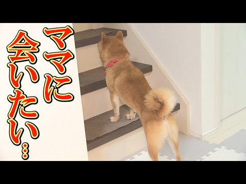 ママが体調を崩し2階へ・・・事情を知らない柴犬はママをずっと探し続けました・・・